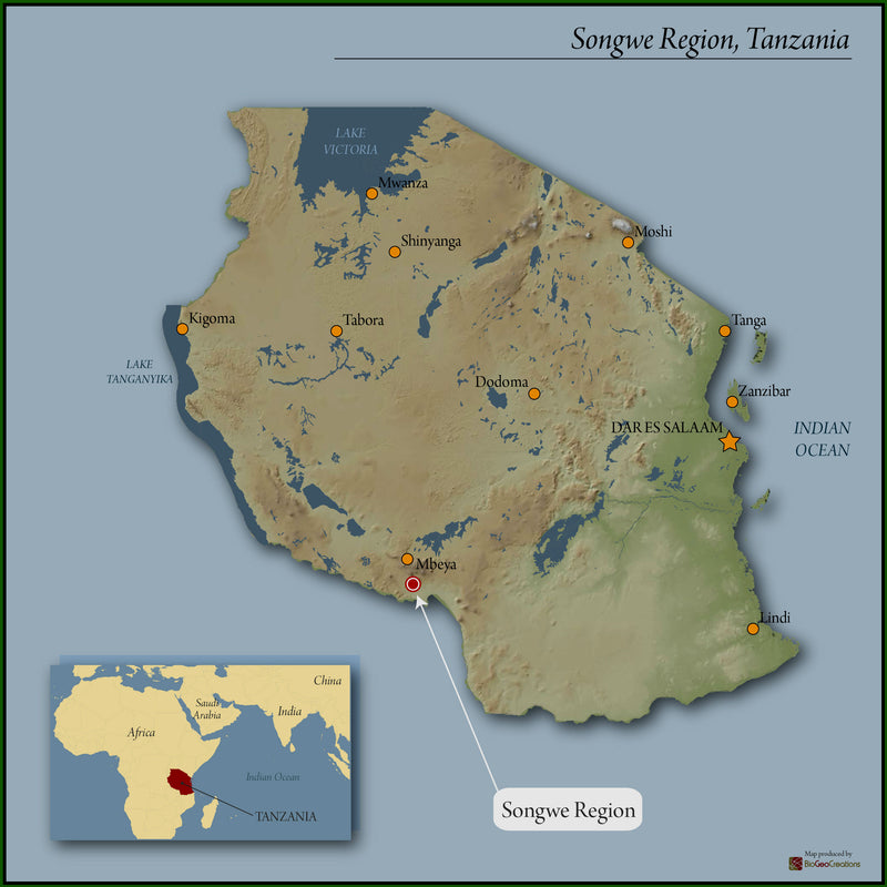 Tanzania Peaberry - 41386 - GrainPro Bags - SPOT RCWHSE