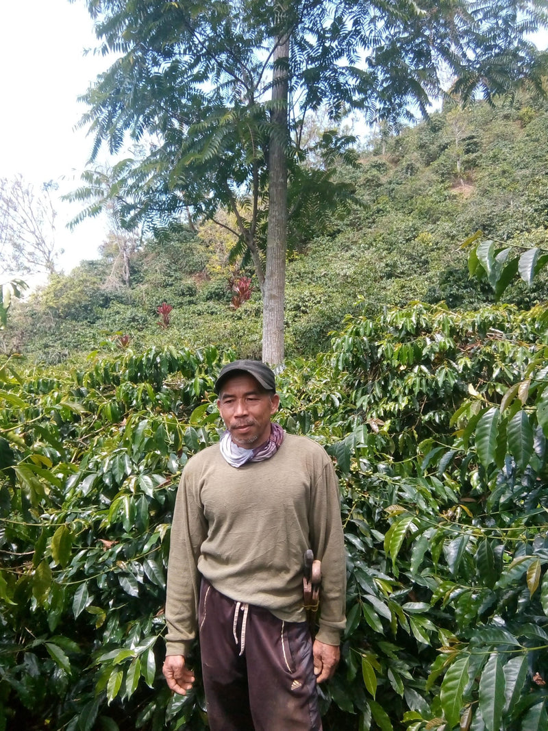 Sulawesi Toraja Semi Washed Grade 1 - 35058 - GrainPro Bags - SPOT RCWHSE