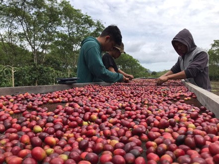 Crown Jewel Sumatra Slow Dry Natural Burni Telong - 36550-2 - 10.0 kg Boxes - SPOT SEAFORTH