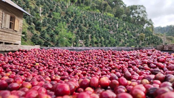 Ethiopia Kaffa 3 Natural - 36834 - Ecotact Bags - SPOT SHANGHAI