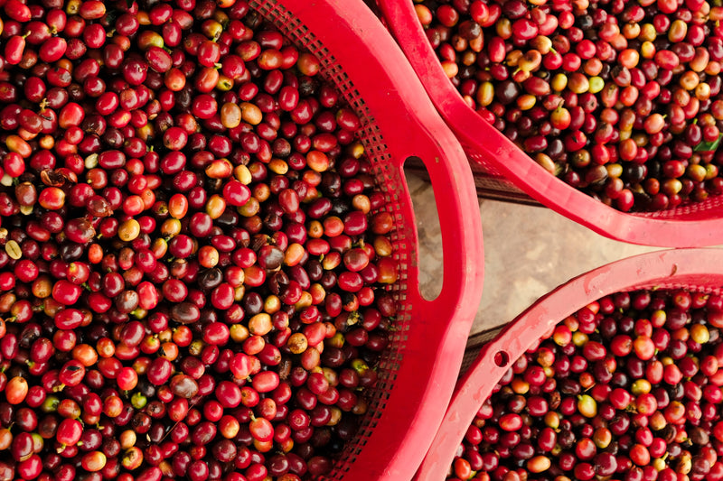 Sumatra Gayo Arkhan Natural - 35822 - Ecotact Bags - SPOT RCWHSE