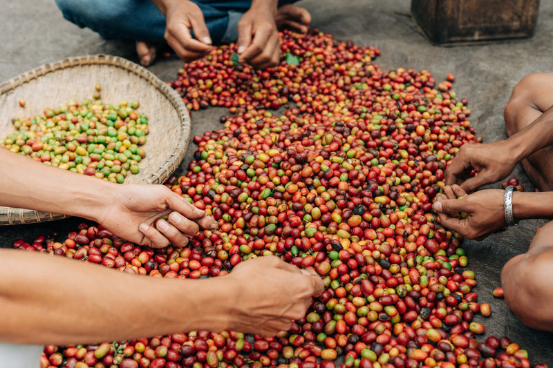 Sumatra Gayo Gilbas Anaerobic Wet Hull - 35821 - Ecotact Bags - SPOT RCWHSE