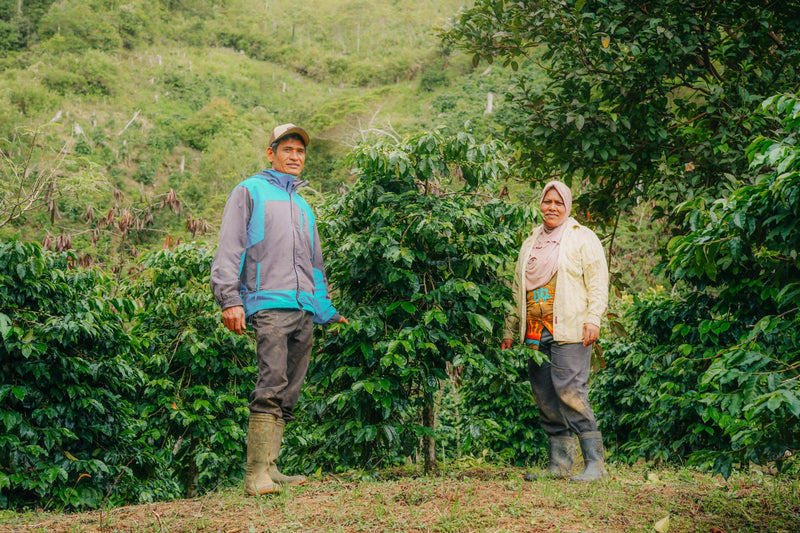 Sumatra Gayo Serinen Hybrid Washed - 35820 - Ecotact Bags - SPOT RCWHSE