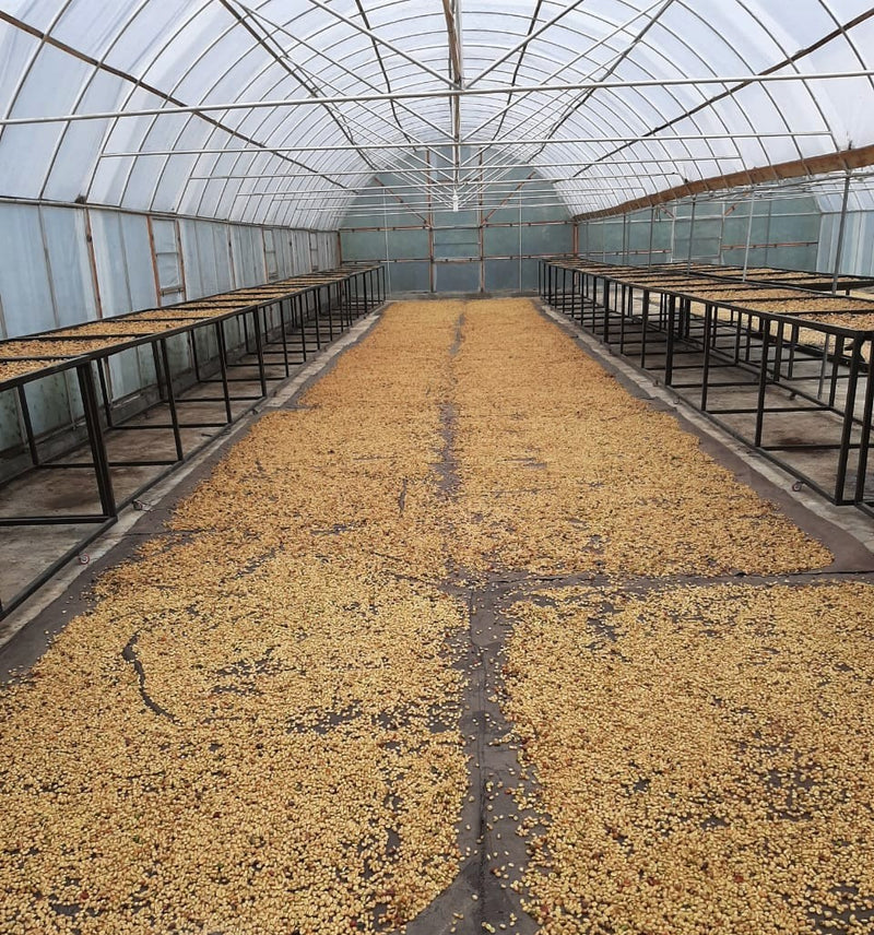Crown Jewel Sumatra Bukit Sama Dry Hulled Honey - *CJ1460* - 27304 - SPOT RCWHSE