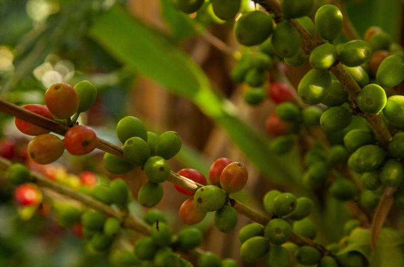 Sumatra Aceh Gayo Honey Dry Hulled - *50614* - 25544 - GrainPro Bags - SPOT RCWHSE