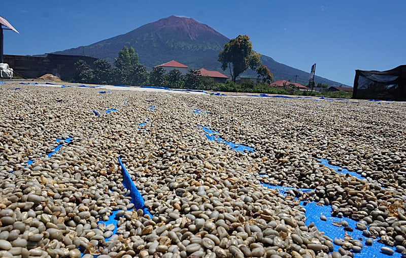 Sumatra Kerinci Gunung Tujuh Wet Hulled Triple Picked - 36122 - GrainPro Bags - SPOT RCWHSE