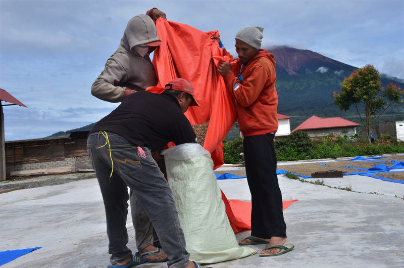 Sumatra Kerinci Gunung Tujuh Wet Hulled - *50620* - 23662 - GrainPro Bags - SPOT RCWHSE