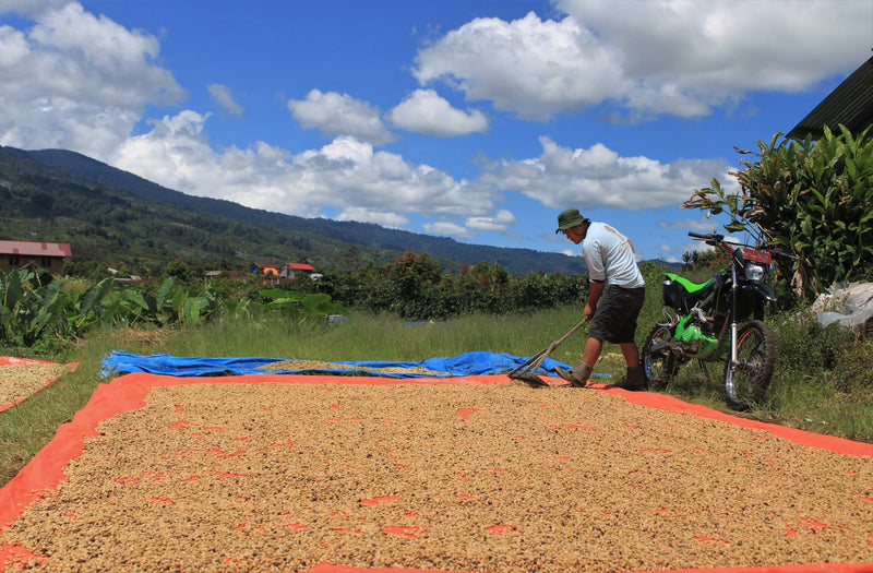 Sumatra Kerinci Gunung Tujuh Wet Hulled - 36896 - SPOT RCWHSE