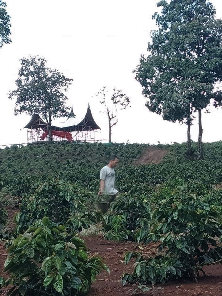 Sumatra Kerinci Minang Camintoran Washed - *50611* - 25552 - GrainPro Bags - SPOT RCWHSE