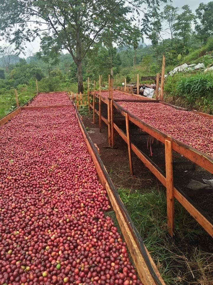 Sumatra Kerinci Minang Camintoran Natural - *50612* - 25551 - GrainPro Bags - SPOT RCWHSE