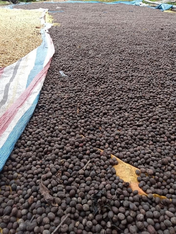 Sumatra Kerinci Minang Camintoran Natural - *50612* - 25551 - GrainPro Bags - SPOT RCWHSE