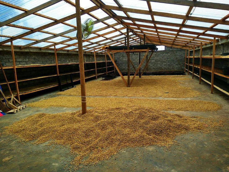 Sumatra Kerinci Minang Camintoran Honey Dry Hulled - *50613* - 25550 - GrainPro Bags - SPOT RCWHSE