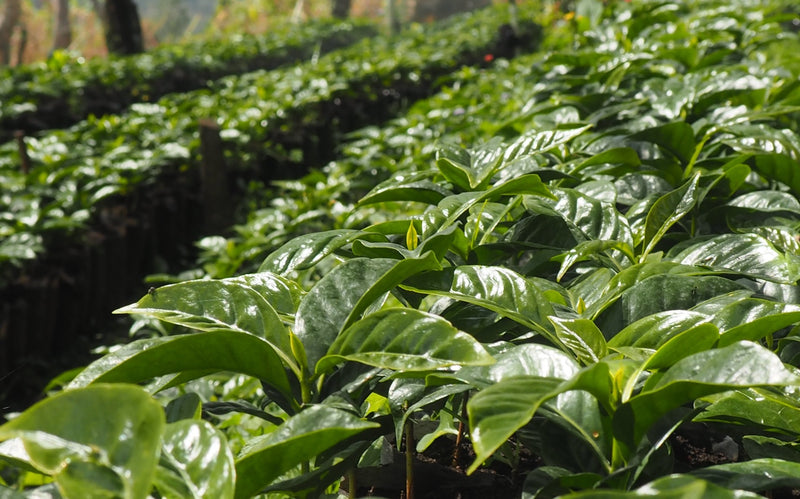 Sumatra Kerinci Minang Camintoran Honey Dry Hulled - *50613* - 25550 - GrainPro Bags - SPOT RCWHSE