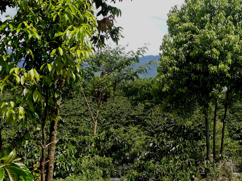 Sumatra Kerinci Palompek Washed - *50608* - 25554 - GrainPro Bags - SPOT RCWHSE