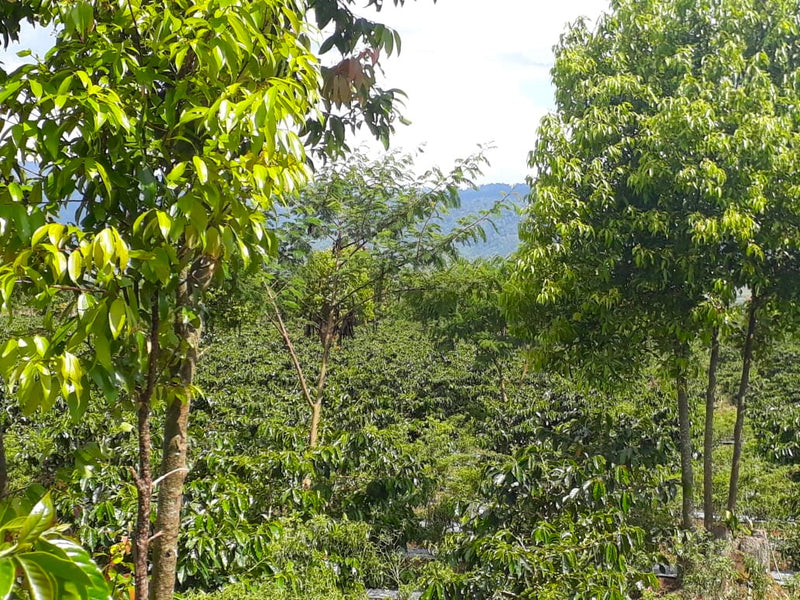 Sumatra Lintong Parpea Grade 1 - *49485* - 25556 - GrainPro Bags - SPOT RCWHSE