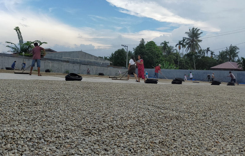 Sumatra Mandheling Sibaganding Tua Grade 1 - 40591-1 - SPOT COSEATAC