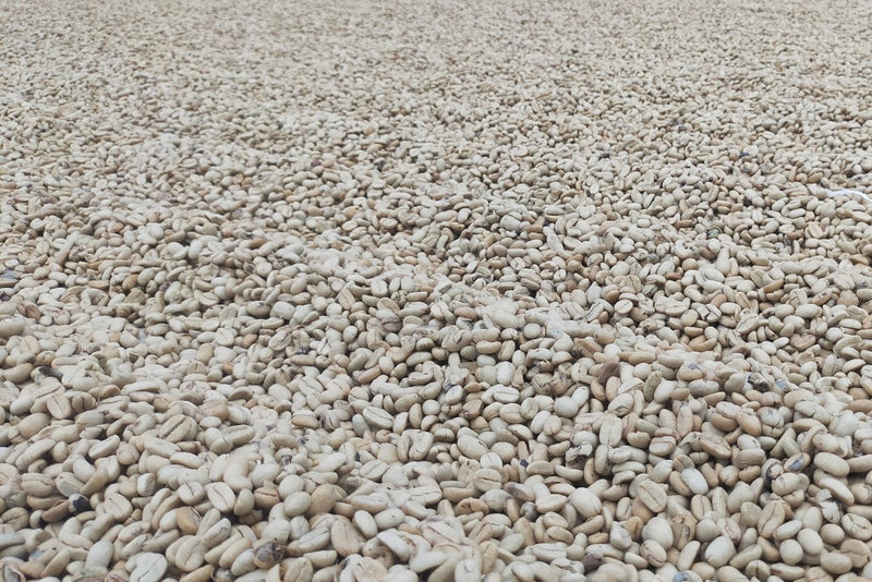 Sumatra Mandheling Sibaganding Tua Grade 1 - 40591-1 - SPOT COSEATAC