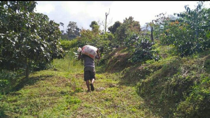 Sumatra Mandheling Trijaya Grade 1 - 31768-1 - SPOT COSEATAC
