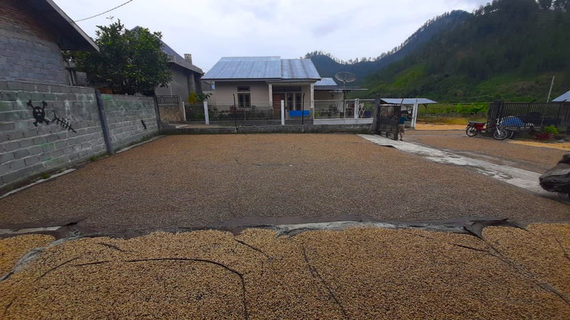 Sumatra Mandheling Trijaya Grade 1 - 31768-1 - SPOT COSEATAC