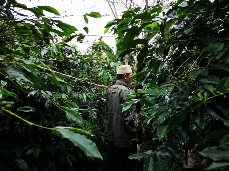 SUMATRA FT ORGANIC GARMINDO GAYO MANDHELING GRADE 1 - 30112 - SPOT RCWHSE