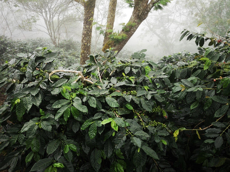 SUMATRA FT-FLO/USA ORGANIC GARMINDO GAYO MANDHELING GRADE 1 - 31536-2 - SPOT DUPUYHOU