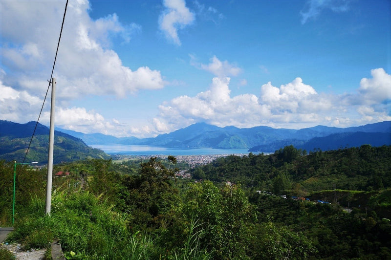 SUMATRA FT-FLO/USA ORGANIC BENER MERIAH GARMINDO GAYO MANDHELING GRADE 1 - 33760 - SPOT RCWHSE