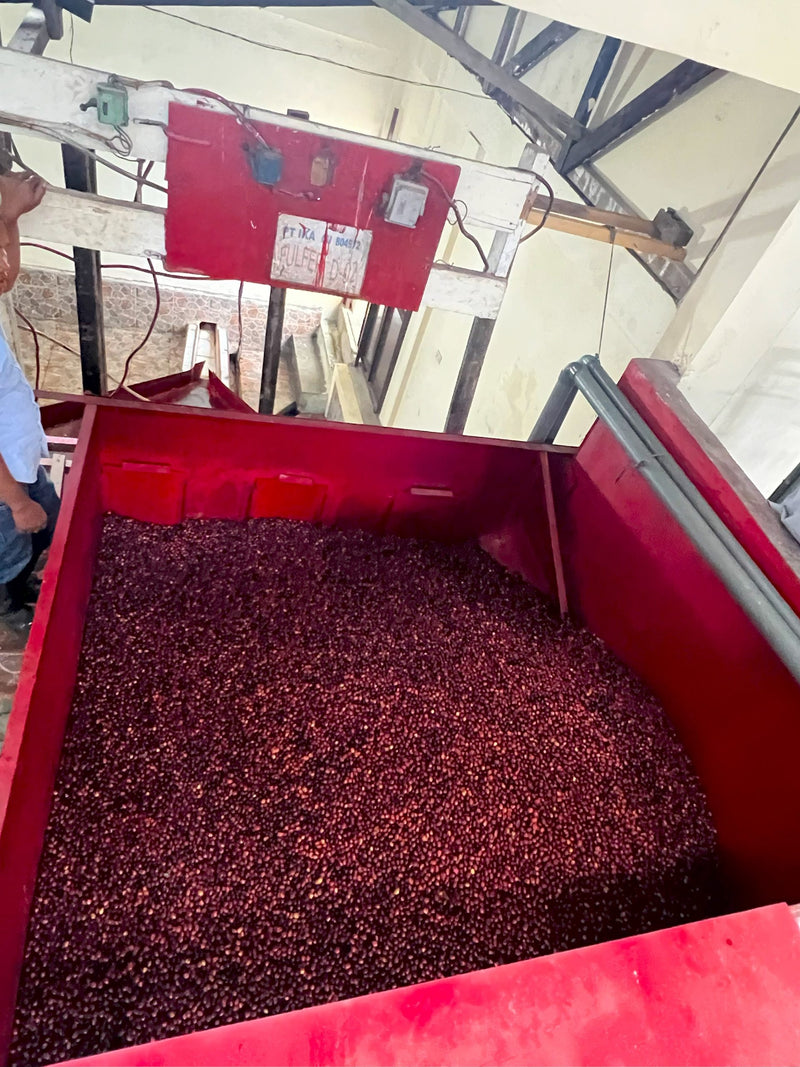 Sumatra Takengon IKA Mandheling Grade 1 - 40404 - ETA: Oct 26, 2026 - RCWHSE