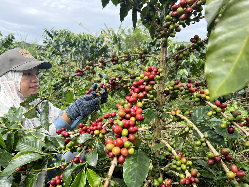 Sumatra Takengon Jagong IKA Mandheling Grade 1 - 36437 - SPOT RCWHSE