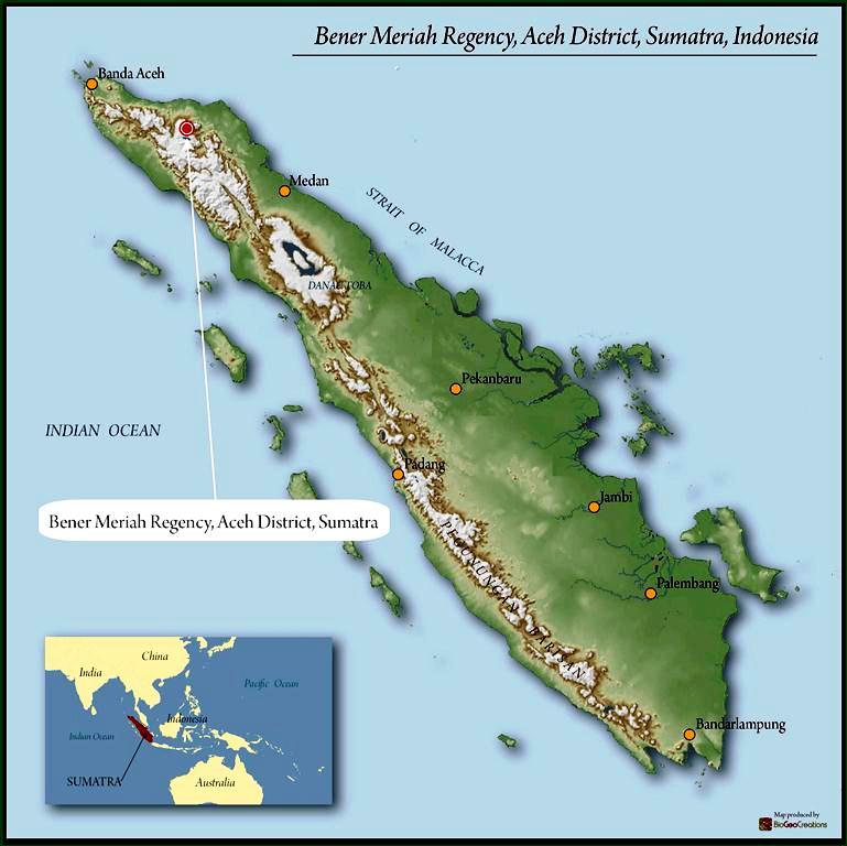 SUMATRA FT ORGANIC BENER MERIAH BUANA MANDIRI MANDHELING GRADE 1 - *51322* - 24147 - SPOT RCWHSE