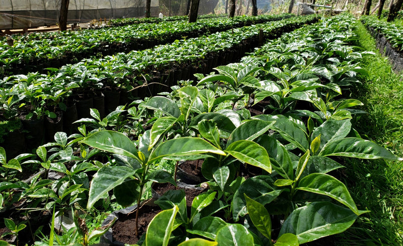 Peru Callayuc Susy Leon Martinez Grainpro - *52195* - 27161 - GrainPro Bags - SPOT SEAFORTH S2