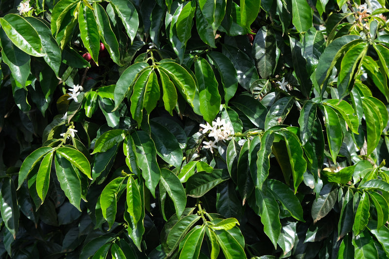 Kenya Nakuru Teremuka Estate AA - 10NG0099 - 28050 - 30.0 kg Box/Vacuum Pack - SPOT SHANGHAI