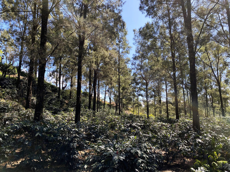 TIMOR LESTE FARMGATE ORGANIC ERMERA ERATOI - Lot 1 - 30181-2 - 30.0 kg GrainPro Bags - SPOT DUPUYHOU
