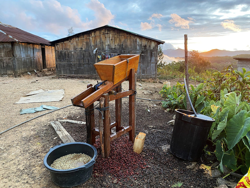 TIMOR LESTE FARMGATE ORGANIC ERMERA ERATOI - Lot 2 - 35798 - 30.0 kg GrainPro Bags - SPOT RCWHSE
