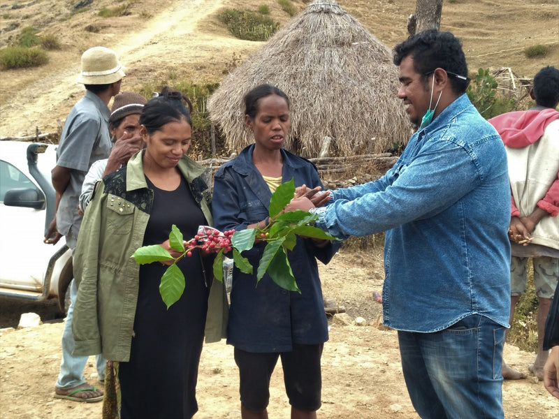 TIMOR LESTE ORGANIC ERMERA ASSUI KRAIK - *51821* - 27118 - 30.0 kg GrainPro Bags - SPOT RCWHSE