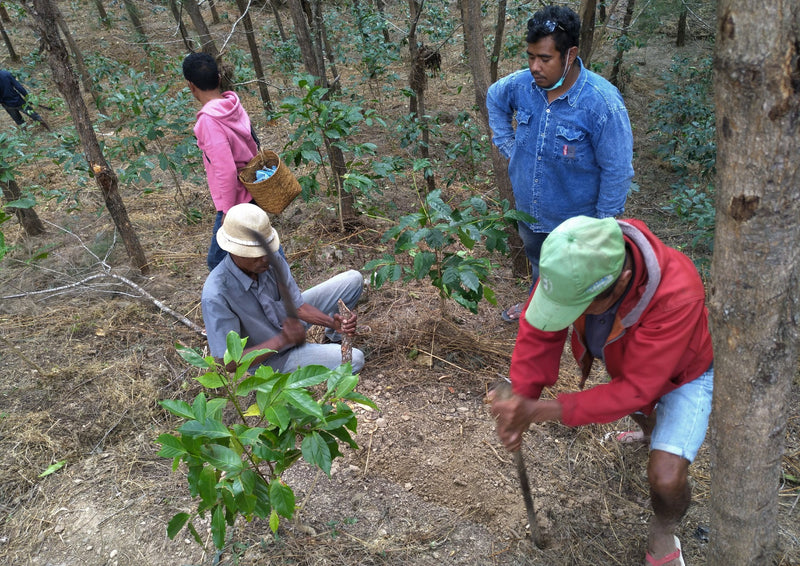 TIMOR LESTE ORGANIC ERMERA ASSUI KRAIK - *51821* - 27118 - 30.0 kg GrainPro Bags - SPOT RCWHSE