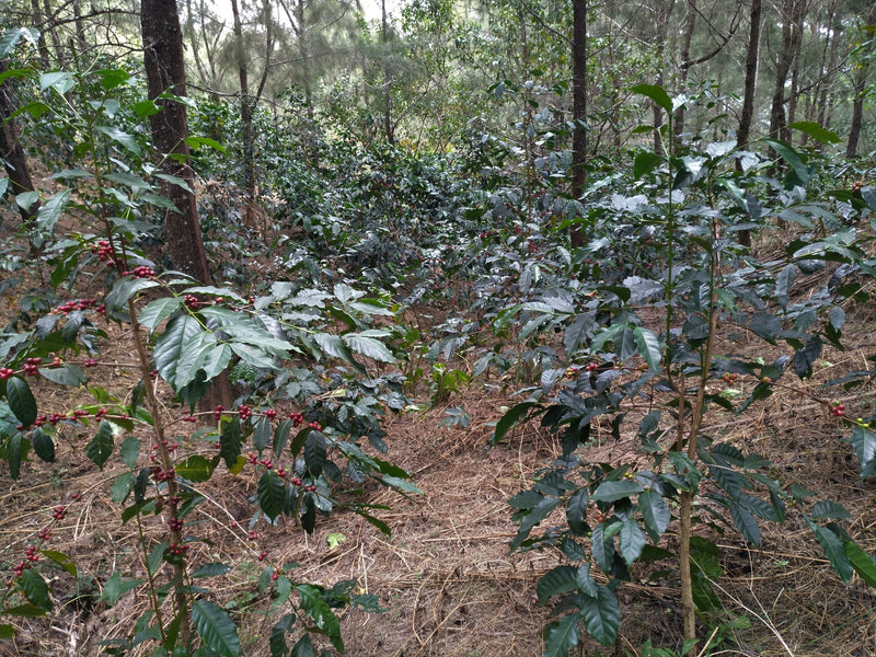 TIMOR LESTE ORGANIC ERMERA ASSUI KRAIK - *51821* - 27118 - 30.0 kg GrainPro Bags - SPOT RCWHSE