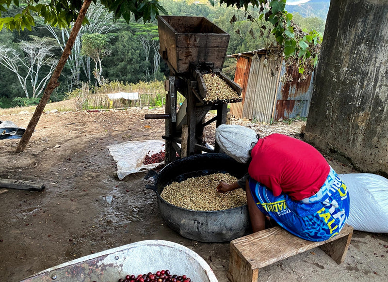 TIMOR LESTE ORGANIC ERMERA DUHOHO - *51749* - 25234 - 30.0 kg GrainPro Bags - SPOT RCWHSE