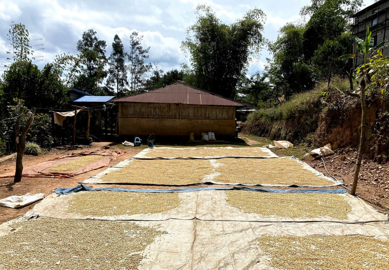TIMOR LESTE ORGANIC ERMERA DUHOHO - *51749* - 25234 - 30.0 kg GrainPro Bags - SPOT RCWHSE