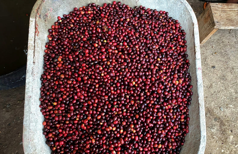 TIMOR LESTE ORGANIC ERMERA DUHOHO - *51749* - 25234 - 30.0 kg GrainPro Bags - SPOT RCWHSE