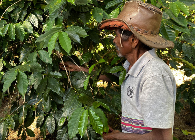 TIMOR LESTE FARMGATE ORGANIC ERMERA SABELO - 35801-1 - 30.0 kg GrainPro Bags - SPOT COMIDWEST