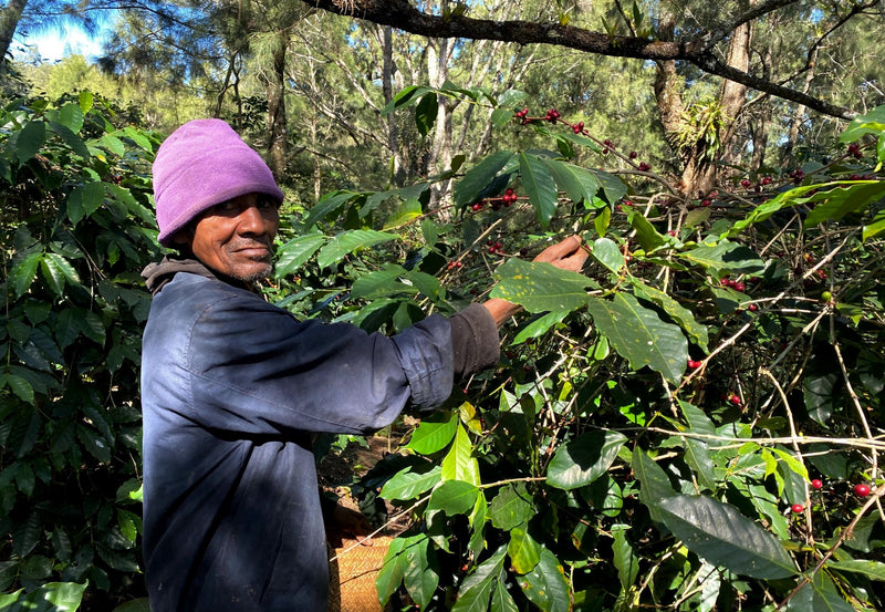 TIMOR LESTE FARMGATE ORGANIC ERMERA SABELO - *51823* - 27117 - 30.0 kg GrainPro Bags - SPOT RCWHSE