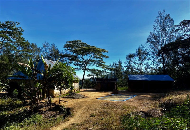 TIMOR LESTE FARMGATE ORGANIC ERMERA SABELO - 30184 - 30.0 kg GrainPro Bags - SPOT RCWHSE
