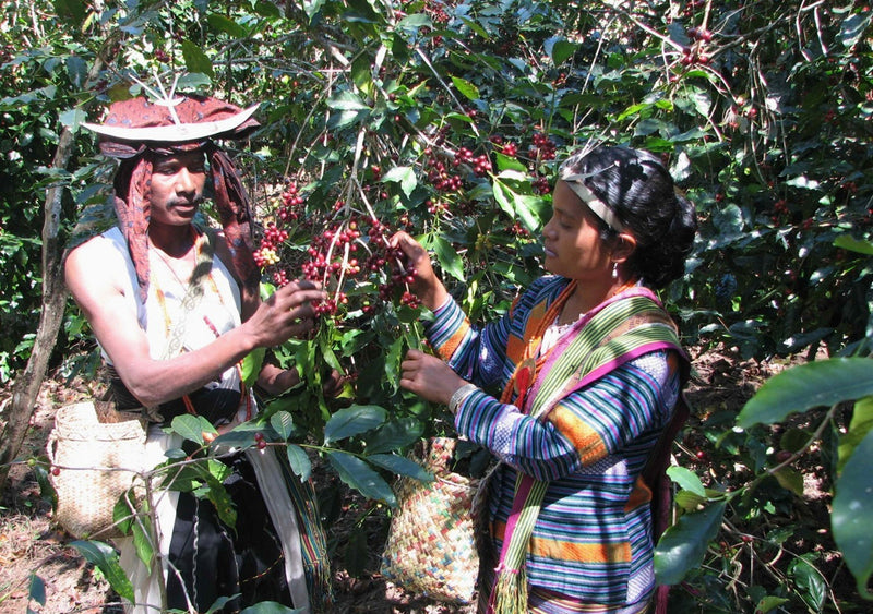 TIMOR ORGANIC TRIPLE PICKED GRADE 1 - 37518-5 - SPOT DUPUYHOU