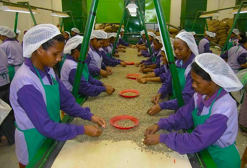 TIMOR ORGANIC TRIPLE PICKED GRADE 1 - 37518 - SPOT RCWHSE