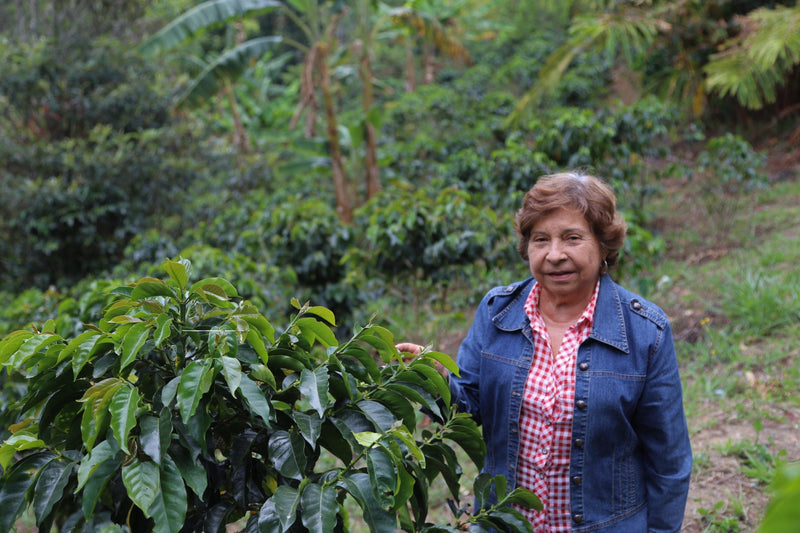Colombia Cauca Timbio AA - 42016 - GrainPro Bags - September 2026 Shipment - SEAFORTH
