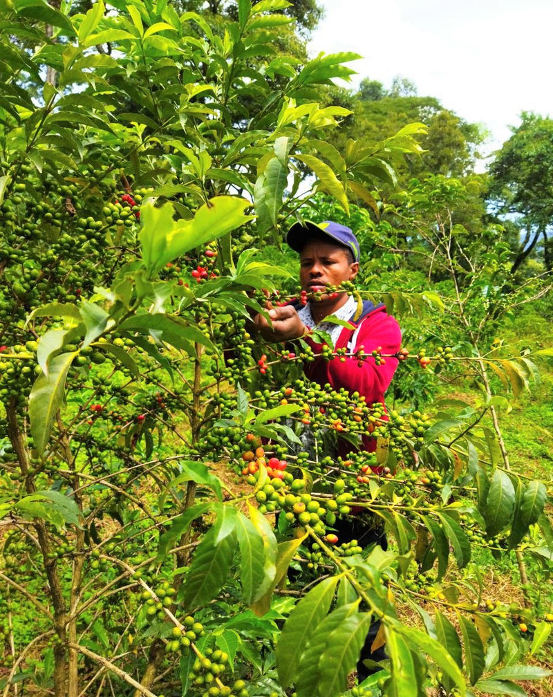 Ethiopia Farmgate COE National Select Jury Jimma 1 Natural Taklu Dabasa Calsisa - 29936 - GrainPro Bags - SPOT RCWHSE