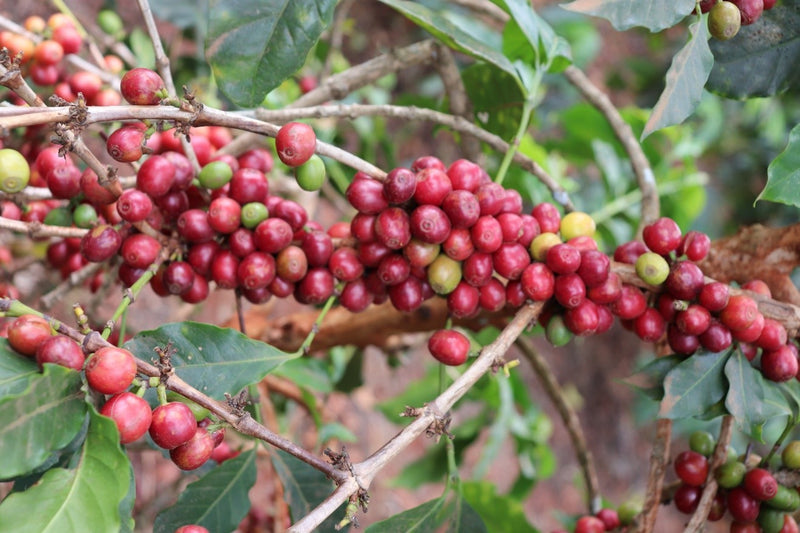 Ethiopia Farmgate COE National Select Jury Jimma 1 Natural Taklu Dabasa Calsisa - 29936-1 - GrainPro Bags - SPOT RCWHSE