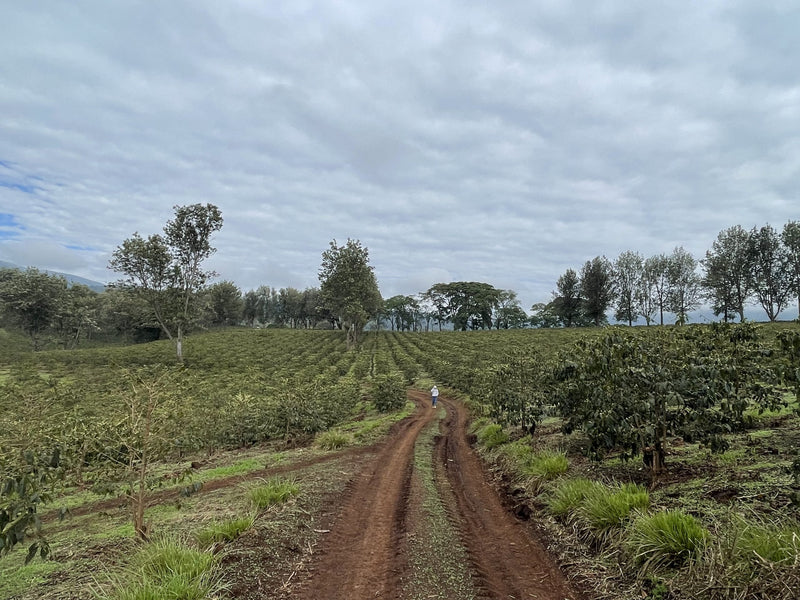 Tanzania Ngorongoro Finagro Plantations Pacamara 15+ - Lot 163 - SLACK BAG 15KG - 36955 - 15.0 kg Agroz Bags - SPOT SHANGHAI
