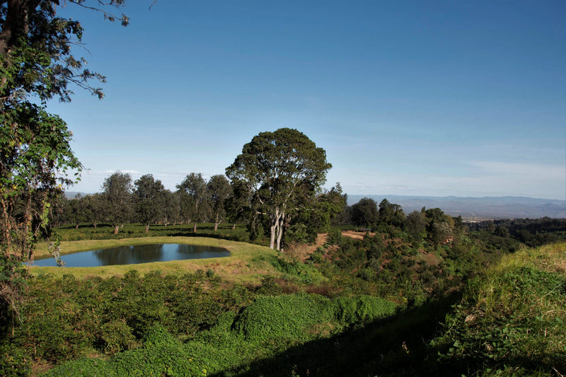 Tanzania Ngorongoro Finagro Plantations Gaia Estate Peaberry - *52644* - 26804-6 - Agroz Bags - SPOT DUPUYHOU