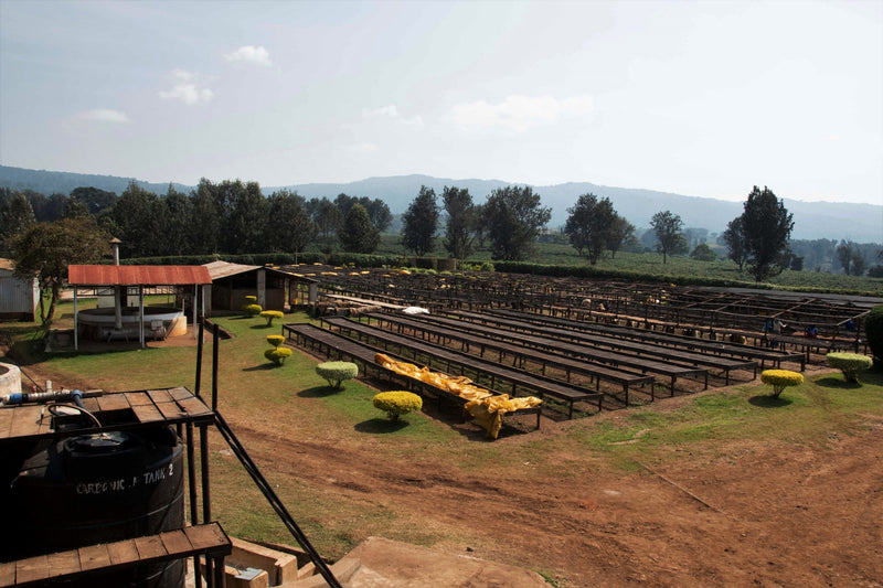 Tanzania Ngorongoro Finagro Gaia Estate Washed Bourbon AA - 36530 - Ecotact Bags - SPOT RCWHSE